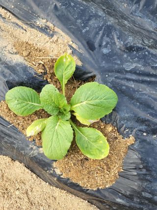 텃밭농부올빼미님의 배추 · 영농일지 작성글 사진