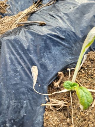 텃밭농부올빼미님의 배추 · 영농일지 작성글 사진