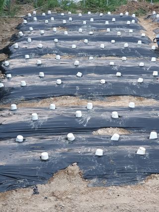 김양석님의 배추 · 영농일지 작성글 사진