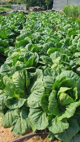 팜모닝 자유주제·자유게시판 게시글 이미지