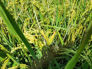 박종환님의 벼 · 병해충상담 작성글 사진