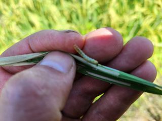 박종환님의 벼 · 병해충상담 작성글 사진