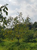 팜모닝 기타작물·병해충상담 게시글 이미지