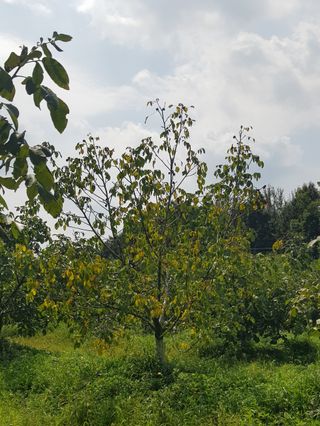 겨울님의 기타작물 · 병해충상담 작성글 사진