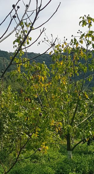 겨울님의 기타작물 · 병해충상담 작성글 사진