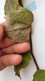 팜모닝 기타작물·병해충상담 게시글 이미지