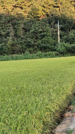 김영래큰집참농장한우님의 9월 농사계획 공유하기 · 참여글 작성글 사진