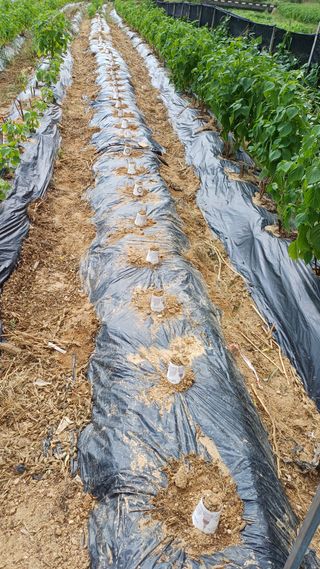 박순덕님의 자유주제 · 자유게시판 작성글 사진