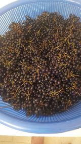 팜모닝 기타작물·영농일지 게시글 이미지