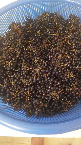 Blackbear님의 기타작물 · 영농일지 작성글 사진