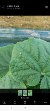 팜모닝 오이·병해충상담 게시글 이미지