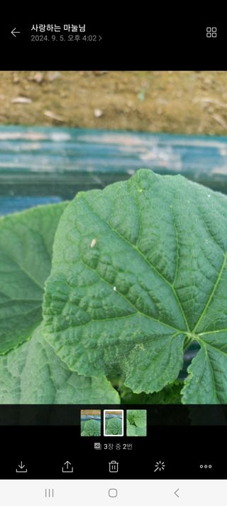 오이아저씨님의 오이 · 병해충상담 작성글 사진