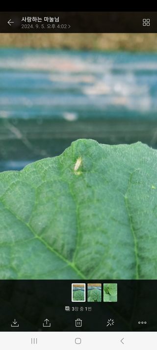 오이아저씨님의 오이 · 병해충상담 작성글 사진