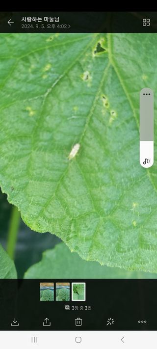 오이아저씨님의 오이 · 병해충상담 작성글 사진