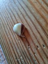 팜모닝 마늘·영농일지 게시글 이미지