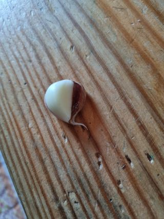 서순희님의 마늘 · 영농일지 작성글 사진