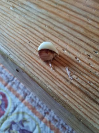 서순희님의 마늘 · 영농일지 작성글 사진