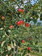 팜모닝 자유주제·자유게시판 게시글 이미지