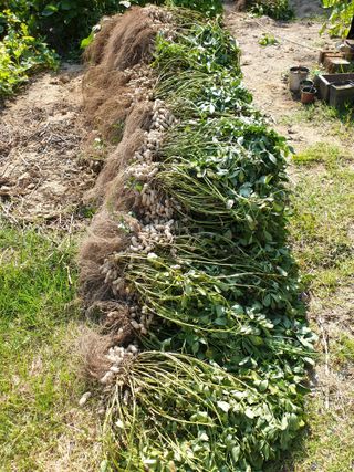 샤이니바다님의 콩 · 영농일지 작성글 사진