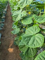 팜모닝 자유주제·자유게시판 게시글 이미지