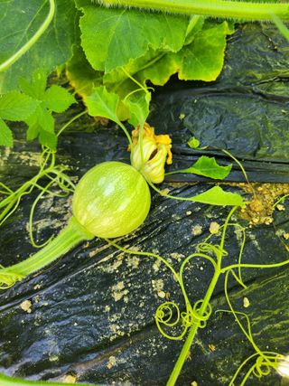 고영희님의 고구마 · 영농일지 작성글 사진