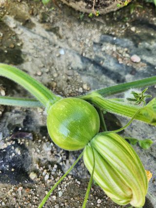 고영희님의 고구마 · 영농일지 작성글 사진