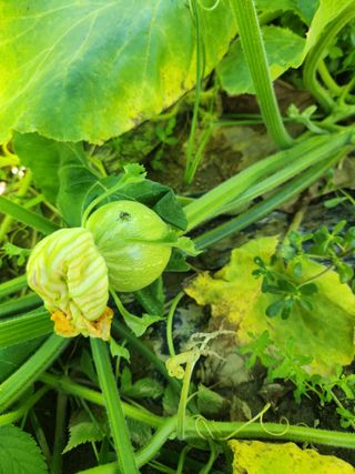 고영희님의 고구마 · 영농일지 작성글 사진