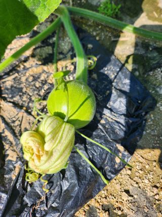 고영희님의 고구마 · 영농일지 작성글 사진