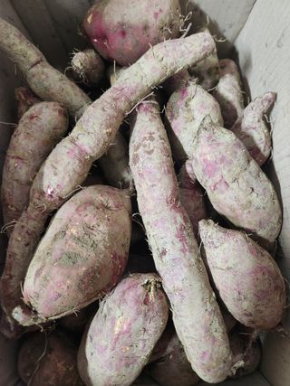 고영희님의 고구마 · 영농일지 작성글 사진