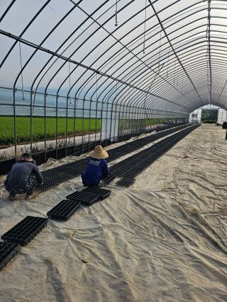 권정식님의 양파 · 영농일지 작성글 사진