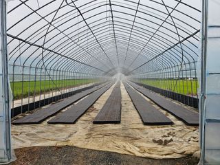 권정식님의 양파 · 영농일지 작성글 사진