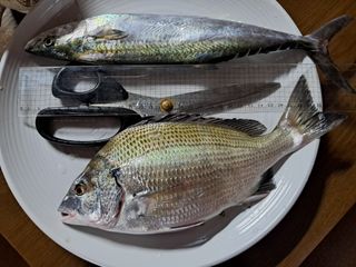 별빛농장지기님의 자유주제 · 자유게시판 작성글 사진