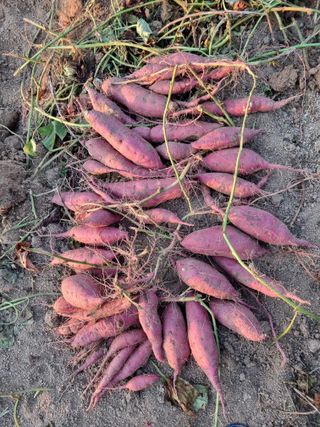 장극조님의 자유주제 · 자유게시판 작성글 사진