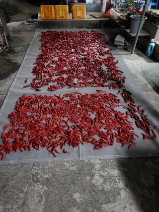 김윤철님의 고추 · 영농일지 작성글 사진