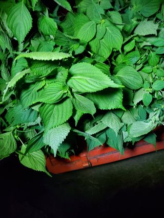 김윤철님의 고추 · 영농일지 작성글 사진