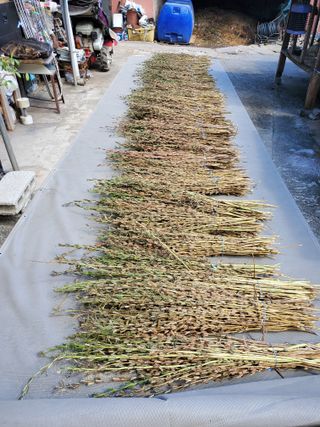 김윤철님의 고추 · 영농일지 작성글 사진