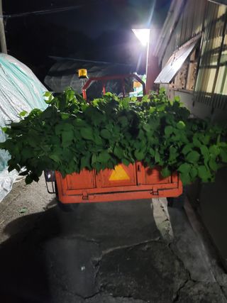 김윤철님의 고추 · 영농일지 작성글 사진