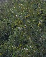 팜모닝 기타작물·영농일지 게시글 이미지