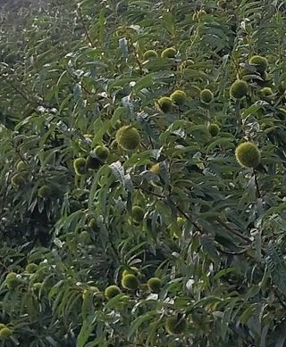 오순남님의 기타작물 · 영농일지 작성글 사진