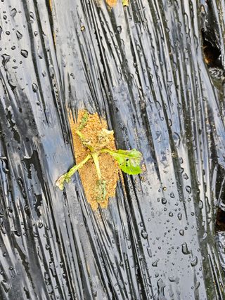 민민농원님의 배추 · 병해충상담 작성글 사진