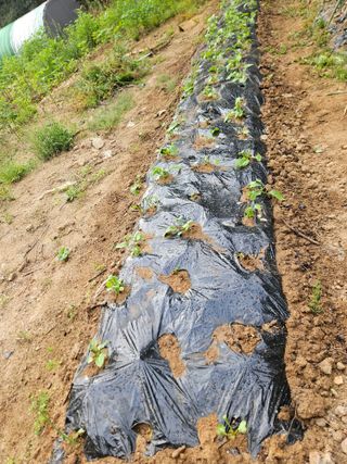 민민농원님의 배추 · 병해충상담 작성글 사진