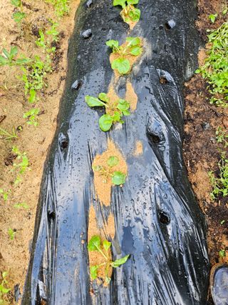 민민농원님의 배추 · 병해충상담 작성글 사진