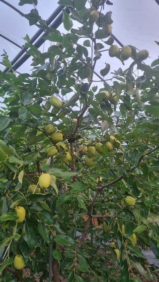 오학봉(멀티팜)님의 자유주제 · 자유게시판 작성글 사진