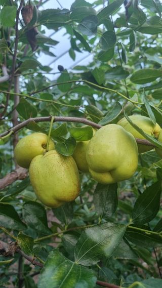 오학봉(멀티팜)님의 자유주제 · 자유게시판 작성글 사진