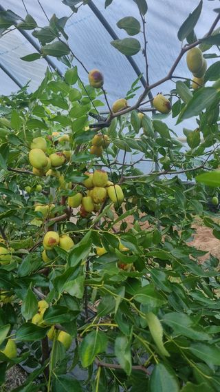 오학봉(멀티팜)님의 자유주제 · 자유게시판 작성글 사진