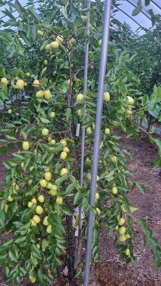 오학봉(멀티팜)님의 자유주제 · 자유게시판 작성글 사진