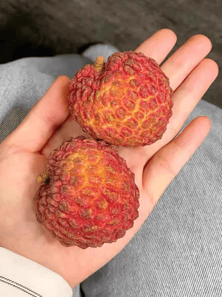 다디단 망고 농장님의 기타작물 · 영농일지 작성글 사진