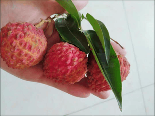 다디단 망고 농장님의 기타작물 · 영농일지 작성글 사진