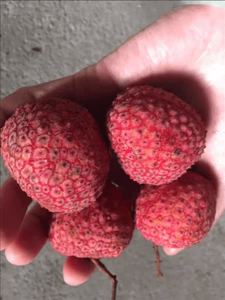 다디단 망고 농장님의 기타작물 · 영농일지 작성글 사진