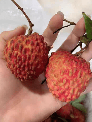 다디단 망고 농장님의 기타작물 · 영농일지 작성글 사진